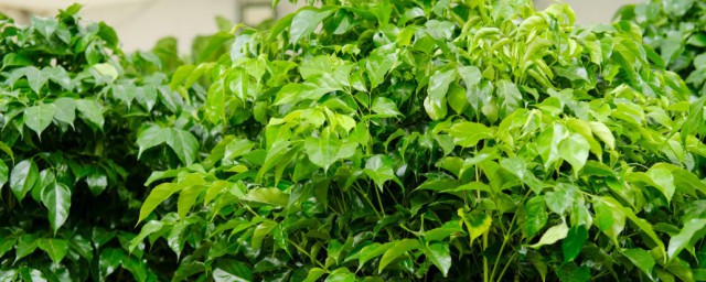 绿宝树养殖方法 如何养护绿宝树