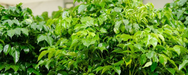 家庭养殖绿宝方法 绿宝树的养殖方法