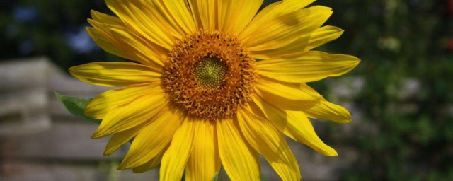 太阳花怎么养爆盆才长得好 养护太阳花爆盆的方法