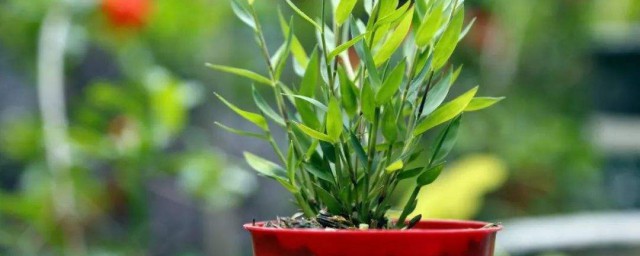 斑入风竹养殖方法 如何养殖斑入风竹