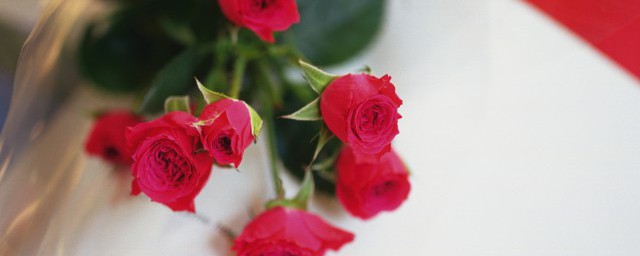 盆栽玫瑰怎么养才长得好 盆栽玫瑰的养殖技巧