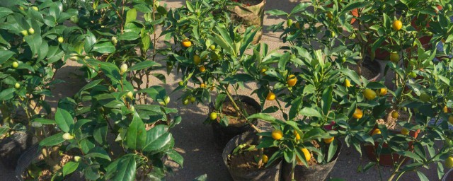 小橘子的养殖方法 小橘子的养殖方法介绍