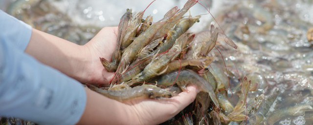 河里的小虾怎么养才长得好 怎么养小虾