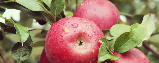 哪些水果能减肥 能减肥的水果介绍