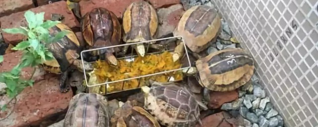 地乌龟的养殖方法 如何养殖地乌龟