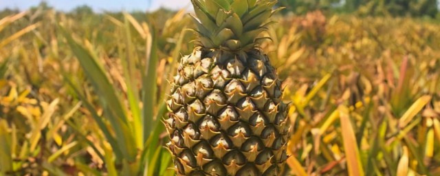 养殖菠萝的方法 养殖菠萝的方法介绍