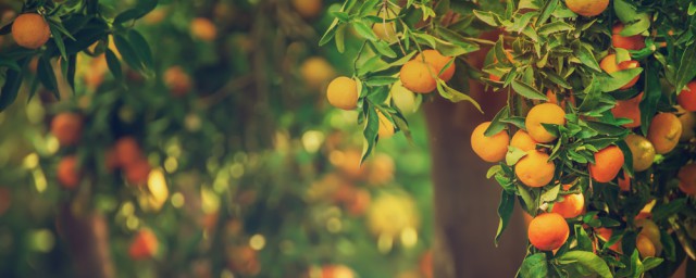 蜜橘食用常识 蜜橘食用常识介绍