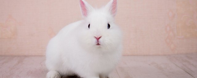 可爱的宠物兔名字 可爱的宠物兔名字有哪些
