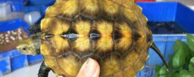 石龟怎么养殖方法 石龟如何养殖