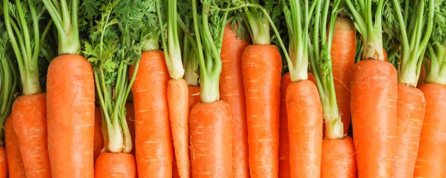 白萝卜和胡萝卜哪个好 白萝卜和胡萝卜这两者谁更好
