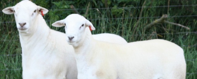 适合东北养的棉羊有哪些品种 适合东北养的棉羊有什么品种