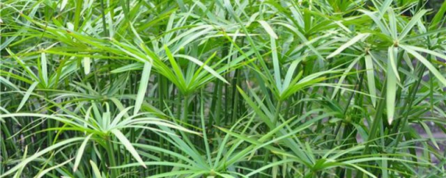各种水竹养殖方法 各种水竹养殖方法是什么