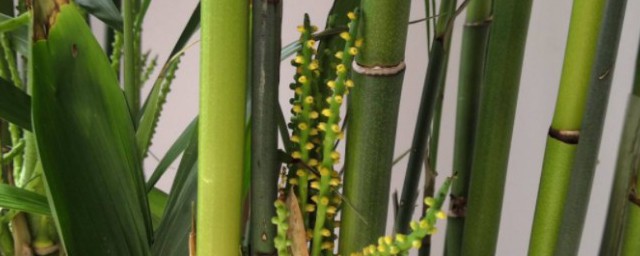水竹子的养殖方法 水竹子的养殖方法介绍