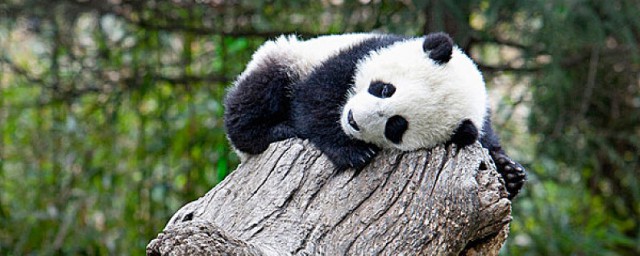 熊猫英文怎么读 熊猫是什么动物