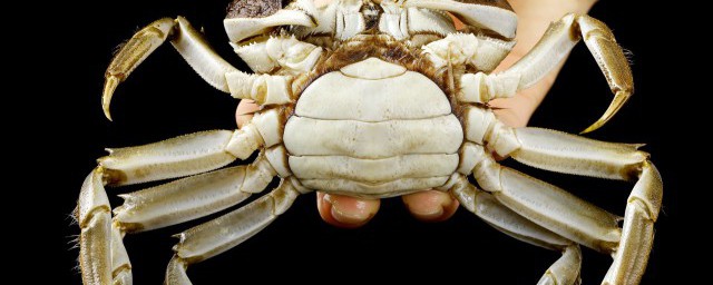 螃蟹什么时候吃膏最多 螃蟹秋天吃膏最多对吗