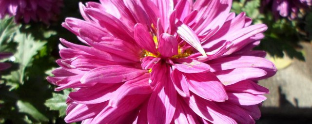 粉菊花花语是什么意思 有关粉色菊花的花语
