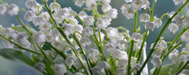 铃兰花的花语和传说 铃兰花的花语和传说分别介绍