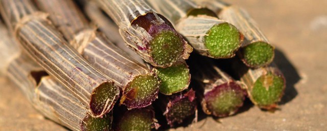 紫皮石斛怎么吃法 石斛养生汤家常做法分享