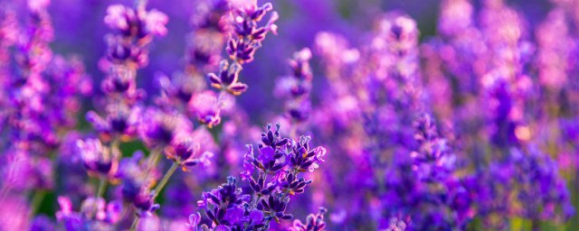 紫色薰衣草的真正花语 关于薰衣草的花语简介