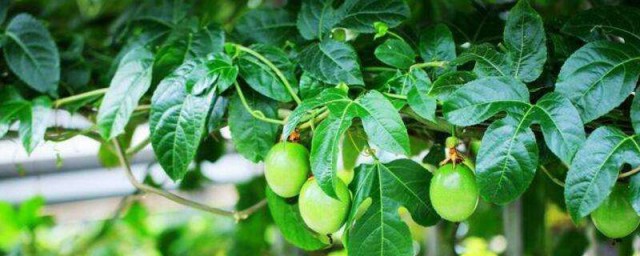 橄榄树的养殖方法和注意事项 橄榄树如何养殖