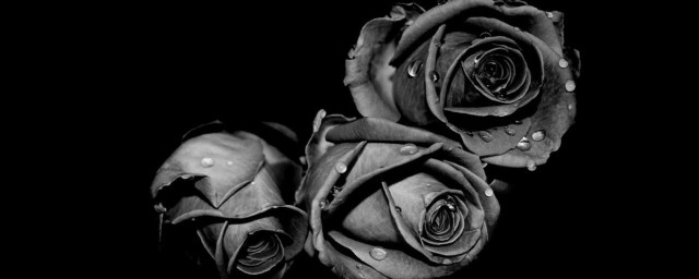 黑色玫瑰的花语是什么意思 黑色玫瑰花语及寓意介绍