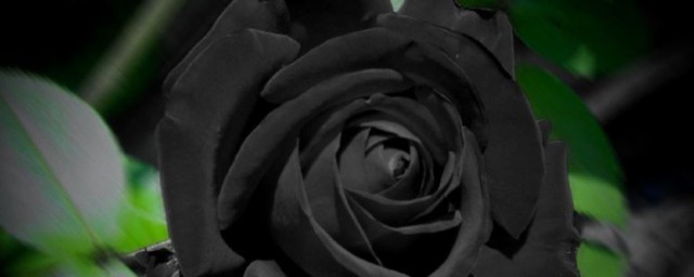 世界上花语最黑暗的花是什么 世界上花语最黑暗的花是啥