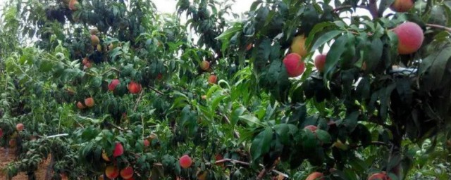 水蜜桃应该怎么种植 水蜜桃应该如何种植
