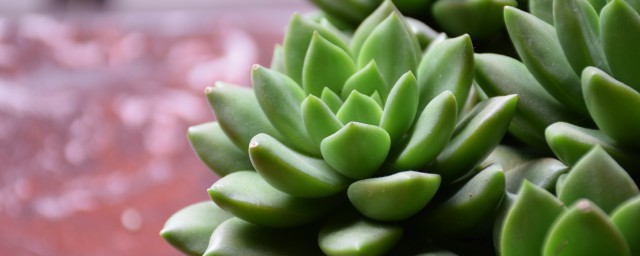 哪些多肉不能低于5度 多肉不能低于5度的种类是什么