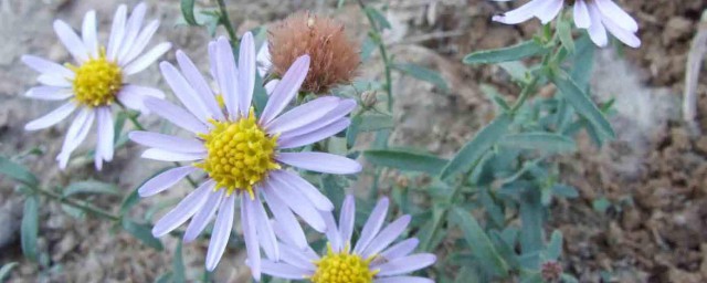 狗娃花的养殖方法和注意事项 狗娃花的养殖方法和注意事项介绍