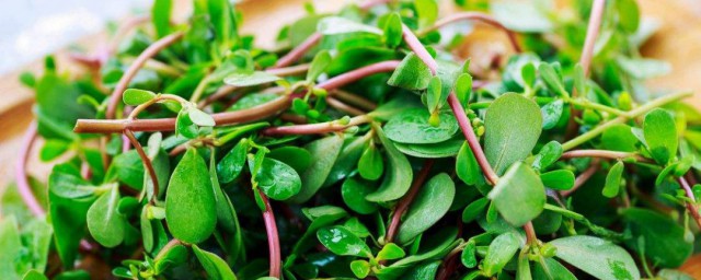 什么季节吃马齿苋 马齿苋的简介