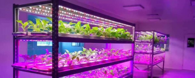 植物补光灯和普通灯的区别 植物补光灯和普通灯的区别是什么