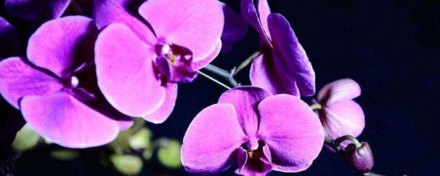 蝴蝶兰花语大全 蝴蝶兰花语大全介绍