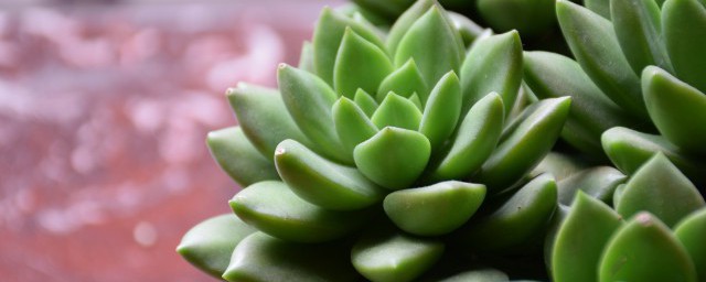 多肉植物的特点介绍 有关多肉植物的特征