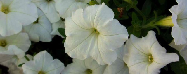 夕颜花的花语和寓意 夕颜花象征着什么