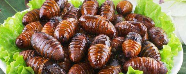 蚕蛹怎么保存新鲜 储存蚕蛹的妙招