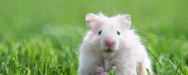 好听的宠物医院名字 独一无二的宠物店名