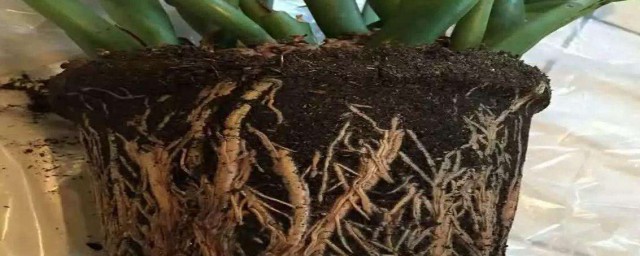 金钱树根部腐烂怎么处理救治 金钱树根部腐烂处理方法