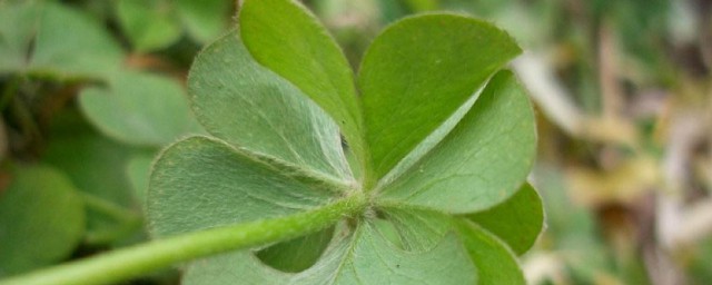 七叶草的寓意和象征 七叶草的寓意和象征分享 七叶草的寓意和象征 七叶草的寓意和象征分享