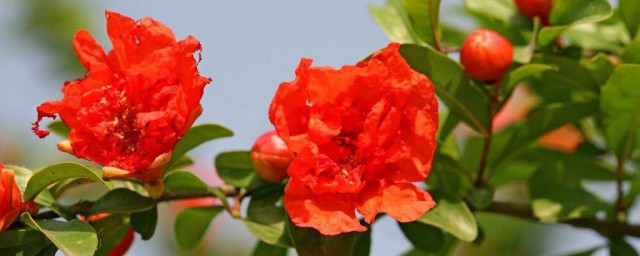 石榴开花季节是夏季吗 石榴什么时候开花