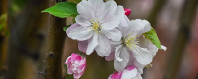 世界上真的有食人花吗 世界上有没有食人花