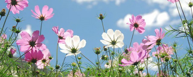 格桑花有什么寓意 格桑花有何寓意