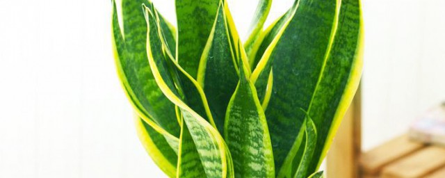 虎皮兰开花有香味对身体有害吗 虎皮兰开花对人体有坏处吗