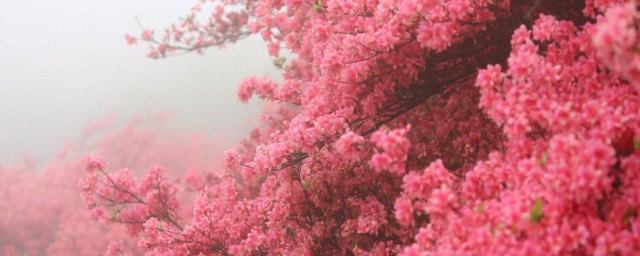 映山红在北方能在室外过冬吗 北方冬天映山红能放在室外吗