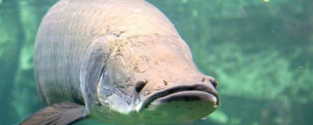 巨骨舌鱼能吃吗 巨骨舌鱼可以吃吗