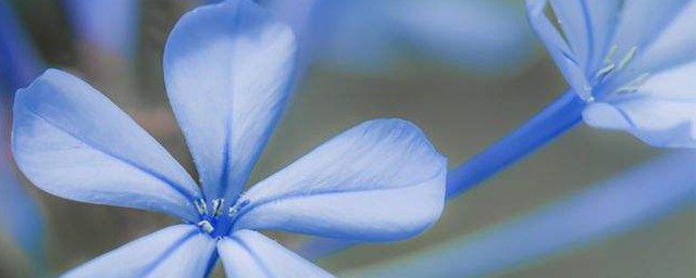 世界上最奇特的花花语 世界上最奇特的花花语有哪些