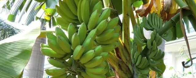 芭蕉的功效与作用是什么 芭蕉好处