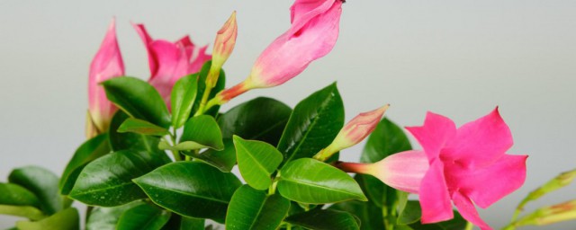 红蝉花的养殖方法和注意事项 红蝉花的养殖方法和注意事项介绍