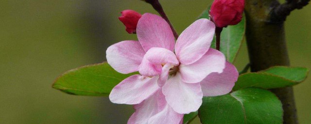 西府海棠的养殖方法和注意事项 怎么养殖西府海棠呢