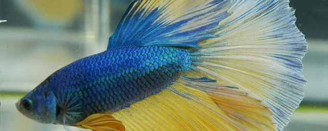 半月斗鱼的寿命有多久 半月斗鱼寿命介绍