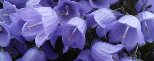 桔梗花不同颜色的花语 不同颜色的桔梗花花语是啥呢